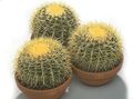 屋内植物 ワシの爪 砂漠のサボテン, Echinocactus ホワイト フォト