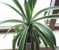  Pflanzen Amerikanische Jahrhundert, Pita, Gespickt Aloe sukkulenten, Agave weiß Foto