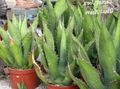 屋内植物 アメリカの世紀の植物、ピタパン、スパイクアロエ ジューシーな, Agave ホワイト フォト