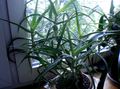 Sobne biljke Aloja sukulenti, Aloe crvena Foto
