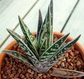 Kapalı bitkiler Aloe etli kırmızı fotoğraf