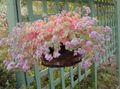 Plante de Interior Sedum suculent roz fotografie