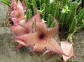  Leş Bitki, Denizyıldızı Çiçek, Denizyıldızı Kaktüs etli, Stapelia pembe fotoğraf