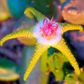  Leş Bitki, Denizyıldızı Çiçek, Denizyıldızı Kaktüs etli, Stapelia sarı fotoğraf