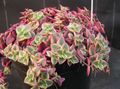 Topfpflanzen Crassula sukkulenten weiß Foto