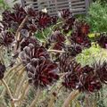 Kapalı bitkiler Kadife Gül, Daire Tesisi, Aeonium etli beyaz fotoğraf