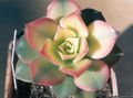 Vnútorné Rastliny Zamat Ruža, Tanierik Závod, Aeonium sukulenty biely fotografie