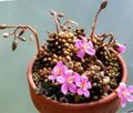 Εσωτερικά φυτά Anacampseros παχύφυτα ροζ φωτογραφία