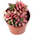 Εσωτερικά φυτά Anacampseros παχύφυτα ροζ φωτογραφία