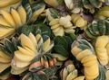 Интериорни растения Холандските Крила, Адвокати Език сукуленти, Gasteria розов снимка