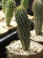 des plantes en pot Hoodia le cactus du désert rose Photo