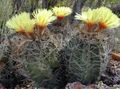 gulur Eyðimörk Kaktus Astrophytum mynd og einkenni