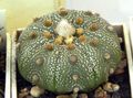Kamerplanten Astrophytum woestijn cactus geel foto