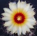 bela Puščavski Kaktus Astrophytum fotografija in značilnosti