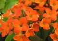 Kapalı bitkiler Kalanchoe etli turuncu fotoğraf