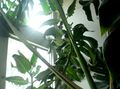 Kapalı bitkiler Kalanchoe etli pembe fotoğraf