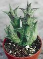 Indoor Plants Carrion Flowers succulent, Caralluma, Orbea red Photo