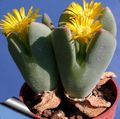 Vnútorné Rastliny Kužeľ Závod sukulenty, Conophytum žltá fotografie