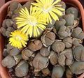 Topfpflanzen Kieswerke, Lebendigen Stein sukkulenten, Lithops gelb Foto