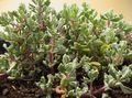 Комнатные Растения Оскулария суккулент, Oscularia сиреневый Фото