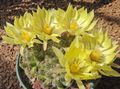 geel  Oude Dame Cactus, Mammillaria foto en karakteristieken