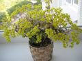 Topfpflanzen Aichryson sukkulenten gelb Foto