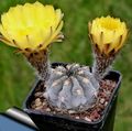 geel Woestijn Cactus Acanthocalycium foto en karakteristieken