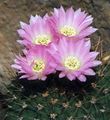 ružová Pustý Kaktus Acanthocalycium fotografie a vlastnosti