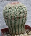valge Kõrbes Kaktus Acanthocalycium Foto ja omadused