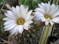 Szobanövények Acanthocalycium sivatagi kaktusz fehér fénykép