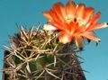 Интериорни растения Acanthocalycium пустинен кактус оранжев снимка