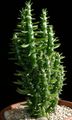 des plantes en pot  le cactus du désert rouge Photo
