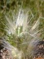 Пакаёвыя Расліны Аустроцилиндропунция пустынны кактус чырвоны фота
