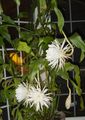 bela  Trak Kaktus, Orhideja Kaktus fotografija in značilnosti