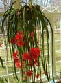 raudonas  Dirželis Kaktusas, Orchidėjų Kaktusas Nuotrauka ir charakteristikos