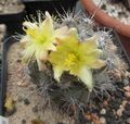 žlutý Pouštní Kaktus Copiapoa fotografie a charakteristiky