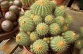 Затворени Погони Цопиапоа пустињски кактус, Copiapoa жут фотографија