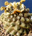 Le piante domestiche Copiapoa il cactus desertico giallo foto