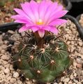 Εσωτερικά φυτά Coryphantha κάκτος της ερήμου ροζ φωτογραφία