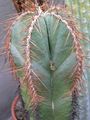 bílá Pouštní Kaktus Lemaireocereus fotografie a charakteristiky