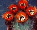 Интериорни растения Кочан Кактус пустинен кактус, Lobivia червен снимка