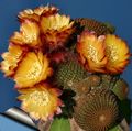 Topfpflanzen Cob Cactus wüstenkaktus, Lobivia orange Foto