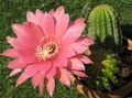 Pokojowe Rośliny Lobiv pustynny kaktus, Lobivia różowy zdjęcie