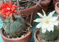 Le piante domestiche Matucana il cactus desertico rosso foto