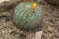 geltonas Dykuma Kaktusas Matucana Nuotrauka ir charakteristikos