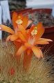 Le piante domestiche Matucana il cactus desertico arancione foto