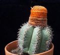 Kamerplanten Turken Hoofd Cactus, Melocactus roze foto