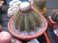 Topfpflanzen Turks Head Kaktus wüstenkaktus, Melocactus rosa Foto