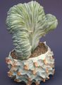 屋内植物 ブルーキャンドル、ブルーベリーサボテン 木のサボテン, Myrtillocactus ホワイト フォト