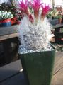 Pokojové Rostliny Neoporteria pouštní kaktus růžový fotografie